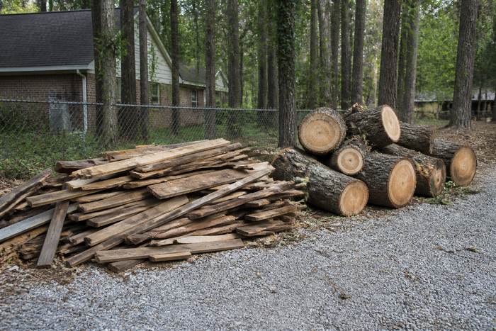 Cut live-oak rounds and limbs staged on a gravel drive under Gulf pines